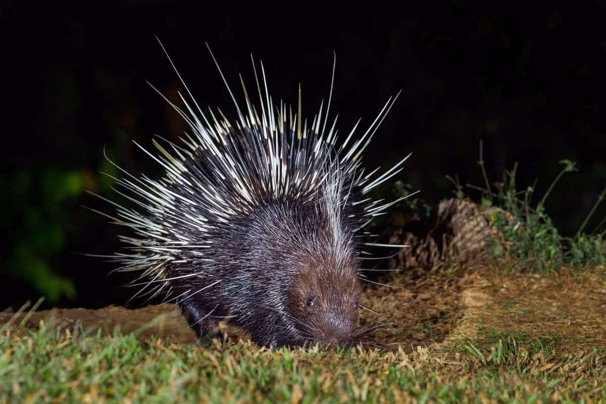 Trên thế giới nhím đuôi ngắn phân bố ở phía Tây Ấn Độ, Nam Trung Quốc và hầu khắp Đông Nam Á. Chúng được xếp vào diện Ít quan tâm trong Sách Đỏ IUCN. Ảnh: News-Medical.