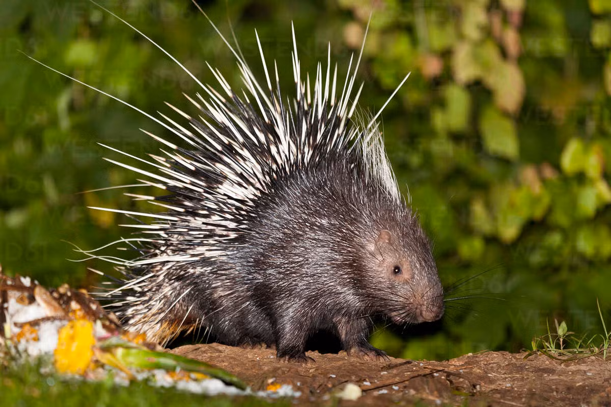 Đây là một loài vật thuộc bộ Gặm nhấm (Rodentia) có kích thước lớn với chiều dài đầu - thân 63-73 cm, chiều dài đuôi 6-12 cm, trọng lượng 10-18 kg, tương đương một con chó ta. Ảnh: Westend61.