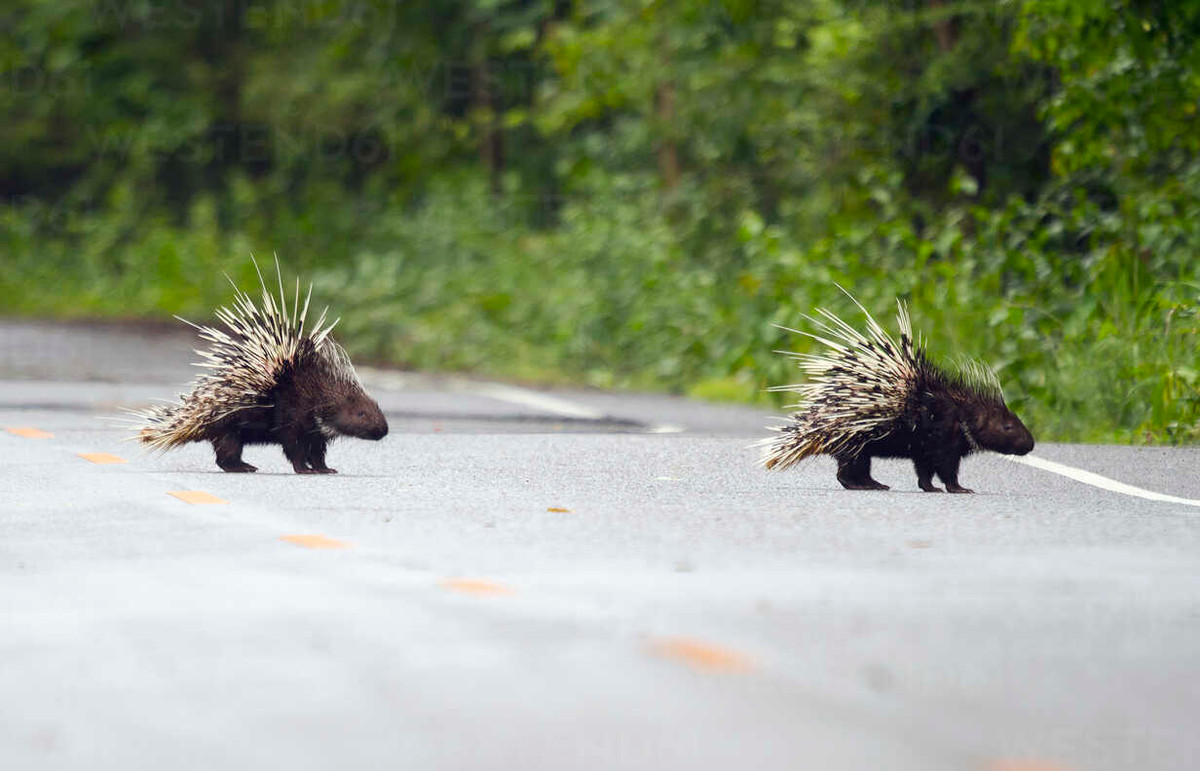 Về mặt sinh thái, nhím đuôi ngắn có khả năng thích nghi với nhiều kiểu môi trường khác nhau, từ rừng nguyên sinh đến rừng suy thoái. Ban ngày chúng ngủ trong các hang hốc tự đào, ban đêm mới đi kiếm ăn. Ảnh: Westend61.
