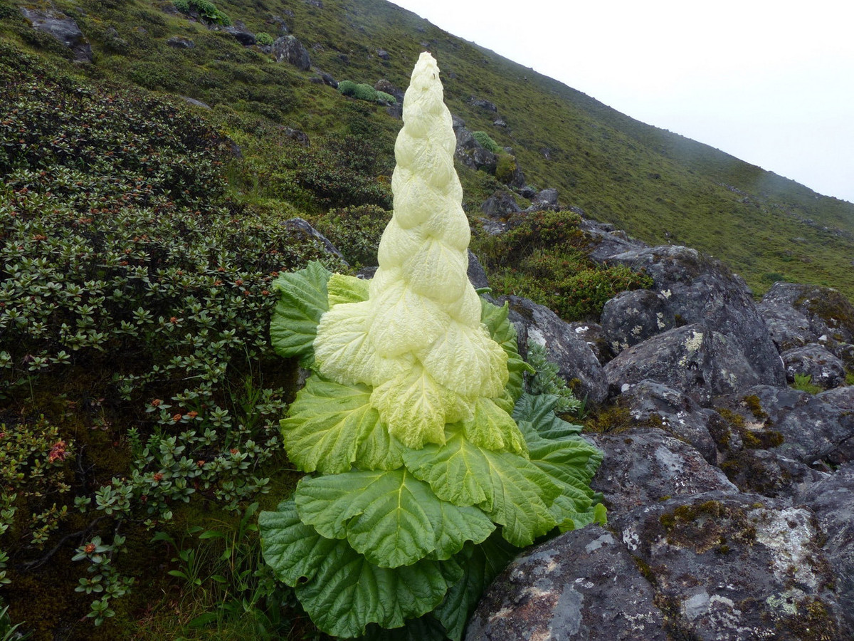 Một nhầm lẫn phổ biến khác là việc gọi cây đại hoàng Sikkim là một dạng bắp cải. Theo phân loại khoa học, chúng thuộc họ Rau răm (Polygonaceae), không có mối liên hệ gần gũi với các loài cải. Ảnh: RECOTRIP.
