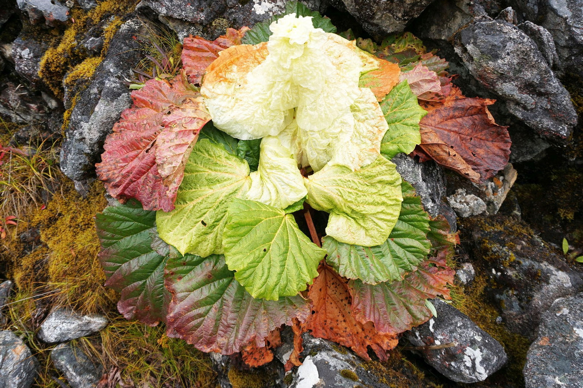 Đây là một loài cây thân thảo có lá mọc sát đất. Những chiếc lá của chúng mọc vòng quanh thân, có kích thước lớn, màu xanh lục, cuống lá và gân lá màu đỏ. Rễ cây dài 1-2 mét, bên trong màu vàng sáng. Ảnh: Jonty travels.