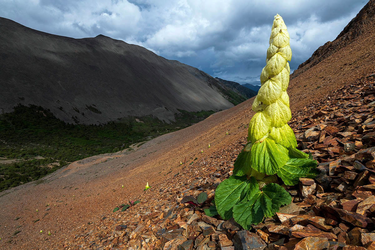 Trên không gian mạng, hình ảnh cây đại hoàng Sikkim thường được chỉa sẽ với thông tin sai rằng đây là "hoa Phật" nở 400 năm một lần. Trên thực tế, loài cây này nở hoa hàng năm vào tháng 6 và tháng 7. Ảnh: IGPOTY.