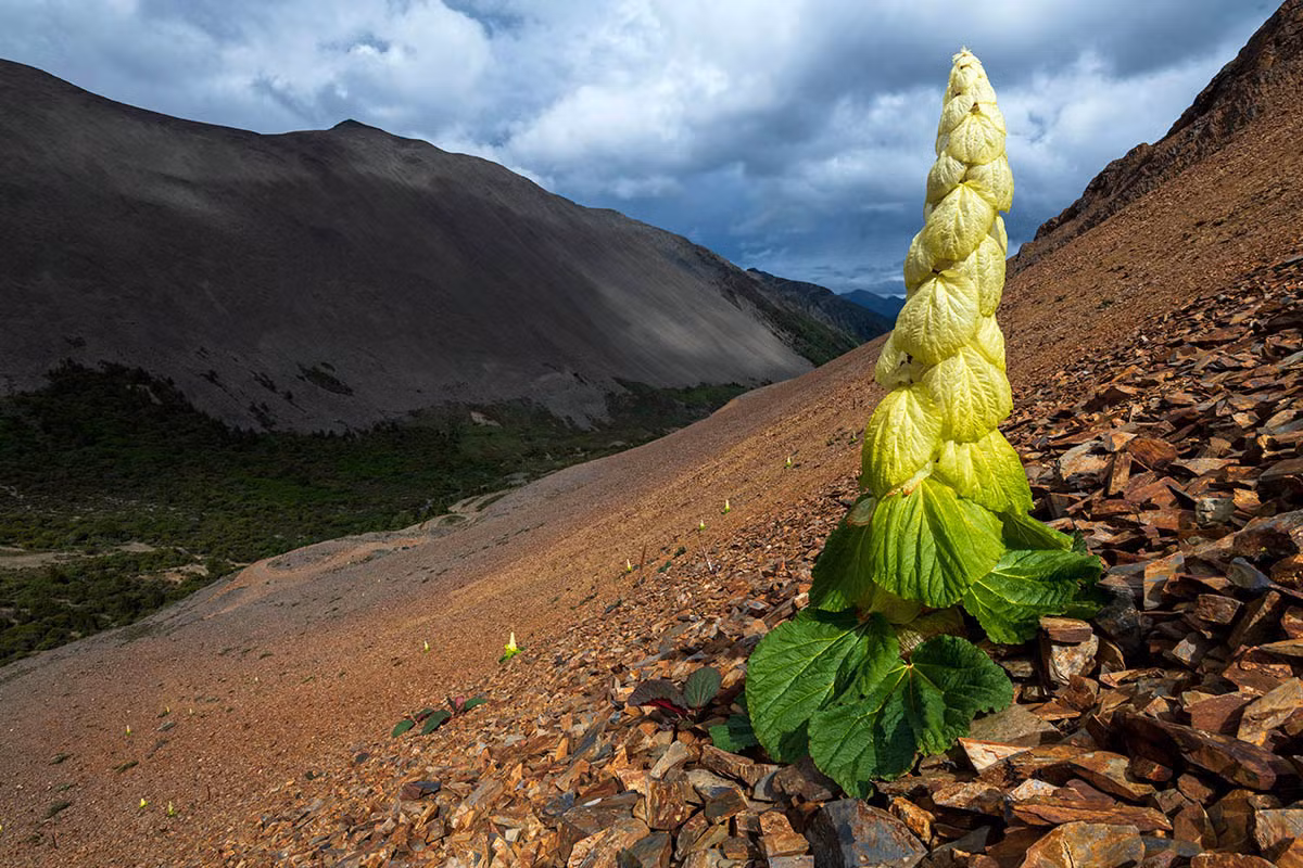 Trên không gian mạng, hình ảnh cây đại hoàng Sikkim thường được chỉa sẽ với thông tin sai rằng đây là "hoa Phật" nở 400 năm một lần. Trên thực tế, loài cây này nở hoa hàng năm vào tháng 6 và tháng 7. Ảnh: IGPOTY.