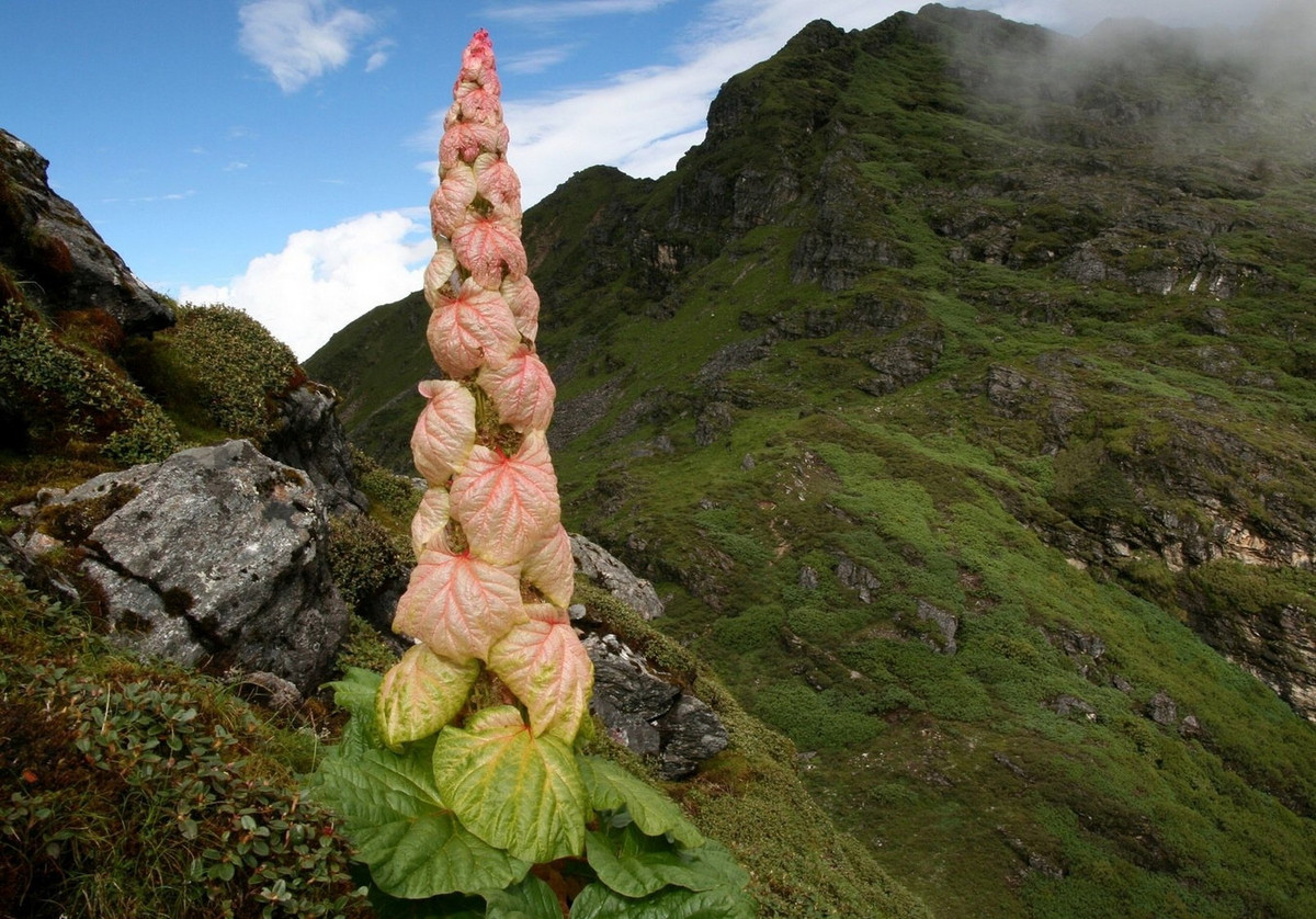 Điều làm nên sự đặc biệt cho đại hoàng Sikkim là những cụm hoa hình tháp có thể cao đến 2 mét, gồm một trục thẳng đứng với các lá bắc chồng lên nhau đều đặn, có màu vàng nhạt hoặc phớt hồng. Ảnh: Bhutan Pelyab Tours.