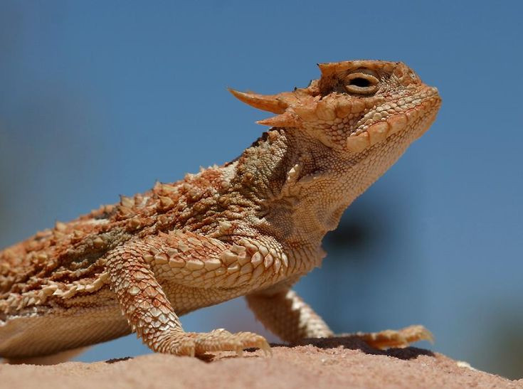 Tên gọi chính thức của những “con rồng” này là thằn lằn sừng gai sa mạc (Desert Horned Lizard) một loài thằn lằn có nguồn gốc từ các sa mạc ở nước Mỹ.