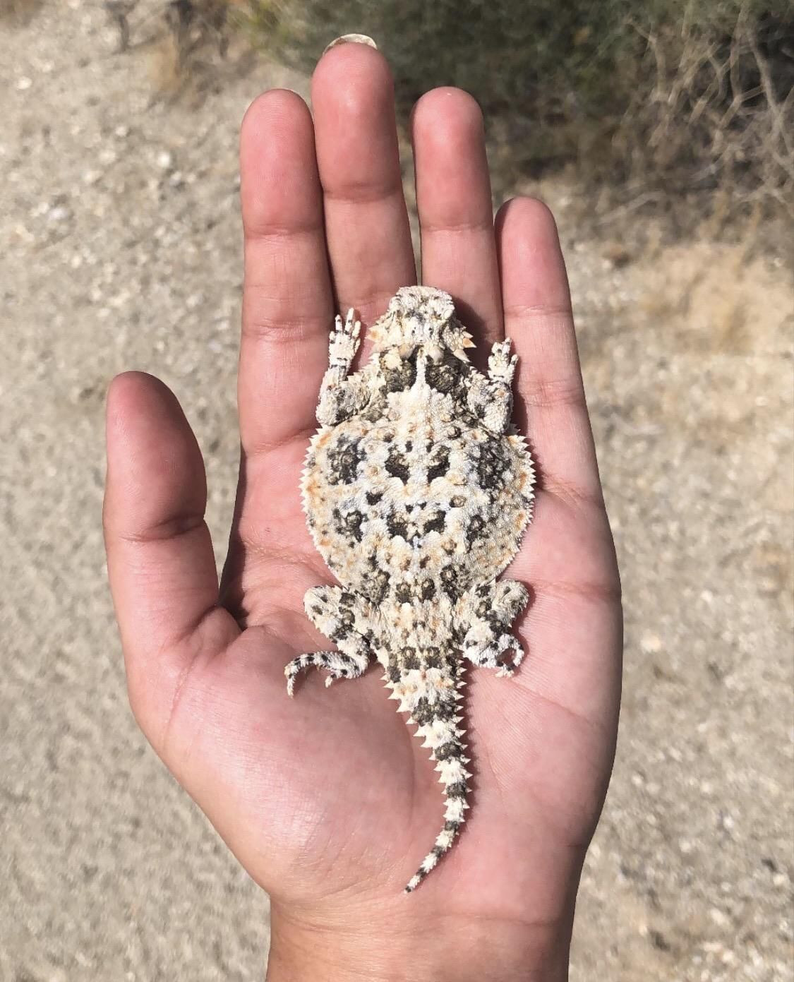 Ngoài vẻ kì lạ, nhiều người thích nuôi “rồng sa mạc” vì chúng có kích cỡ rất nhỏ nhắn.