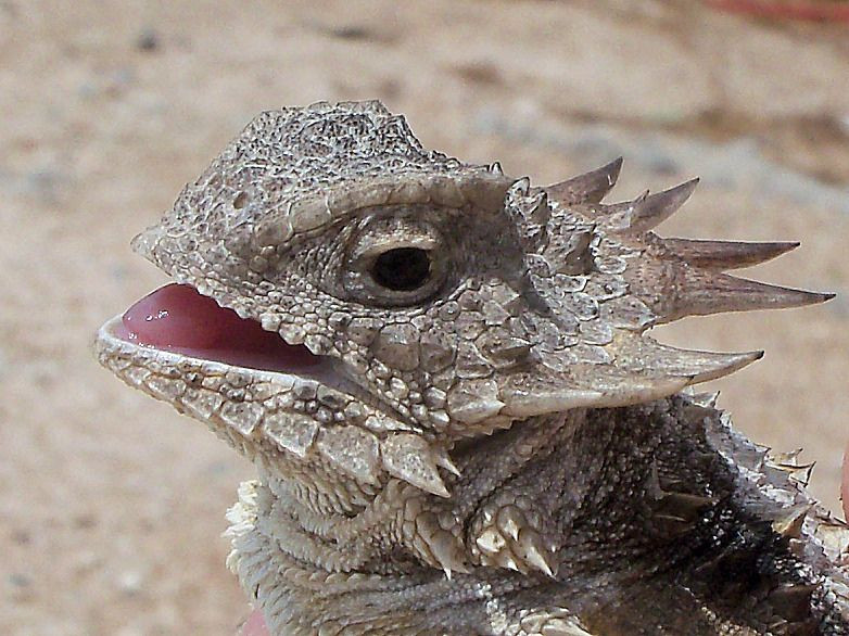 Trên thị trường quốc tế, chúng được bán với giá khoảng 60 USD mỗi con. Tại Việt Nam, loài này khá hiếm người bán.