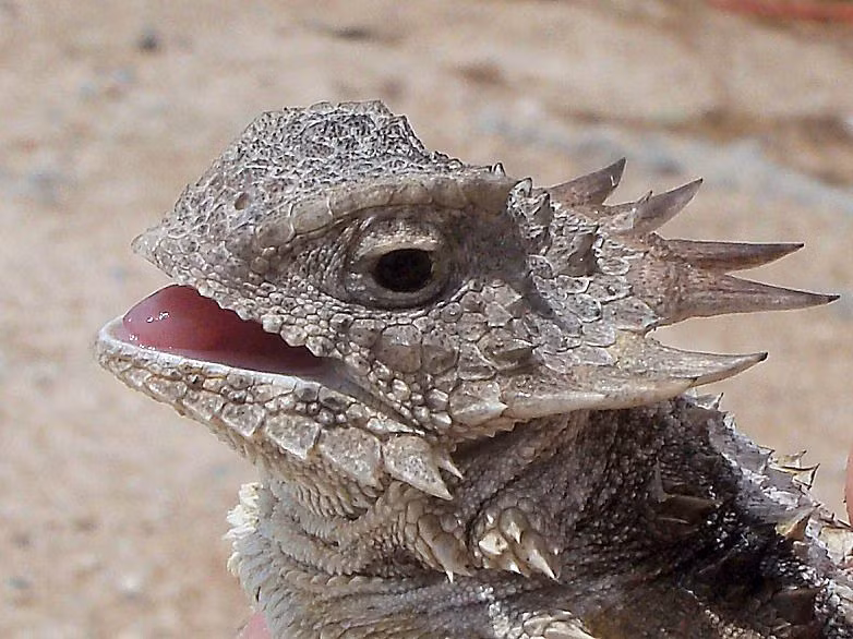 Trên thị trường quốc tế, chúng được bán với giá khoảng 60 USD mỗi con. Tại Việt Nam, loài này khá hiếm người bán.