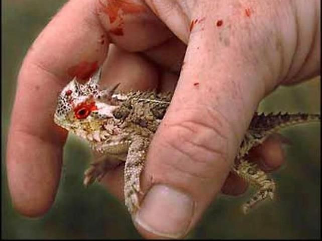 Một đặc tính kì dị khác của thằn lằn sừng gai sa mạc là chúng có thể phun máu từ hốc mắt bắn vào kẻ thù nhằm đe dọa. Chúng có thể bắn tố đa 1/3 lượng máu mỗi lần tự vệ.