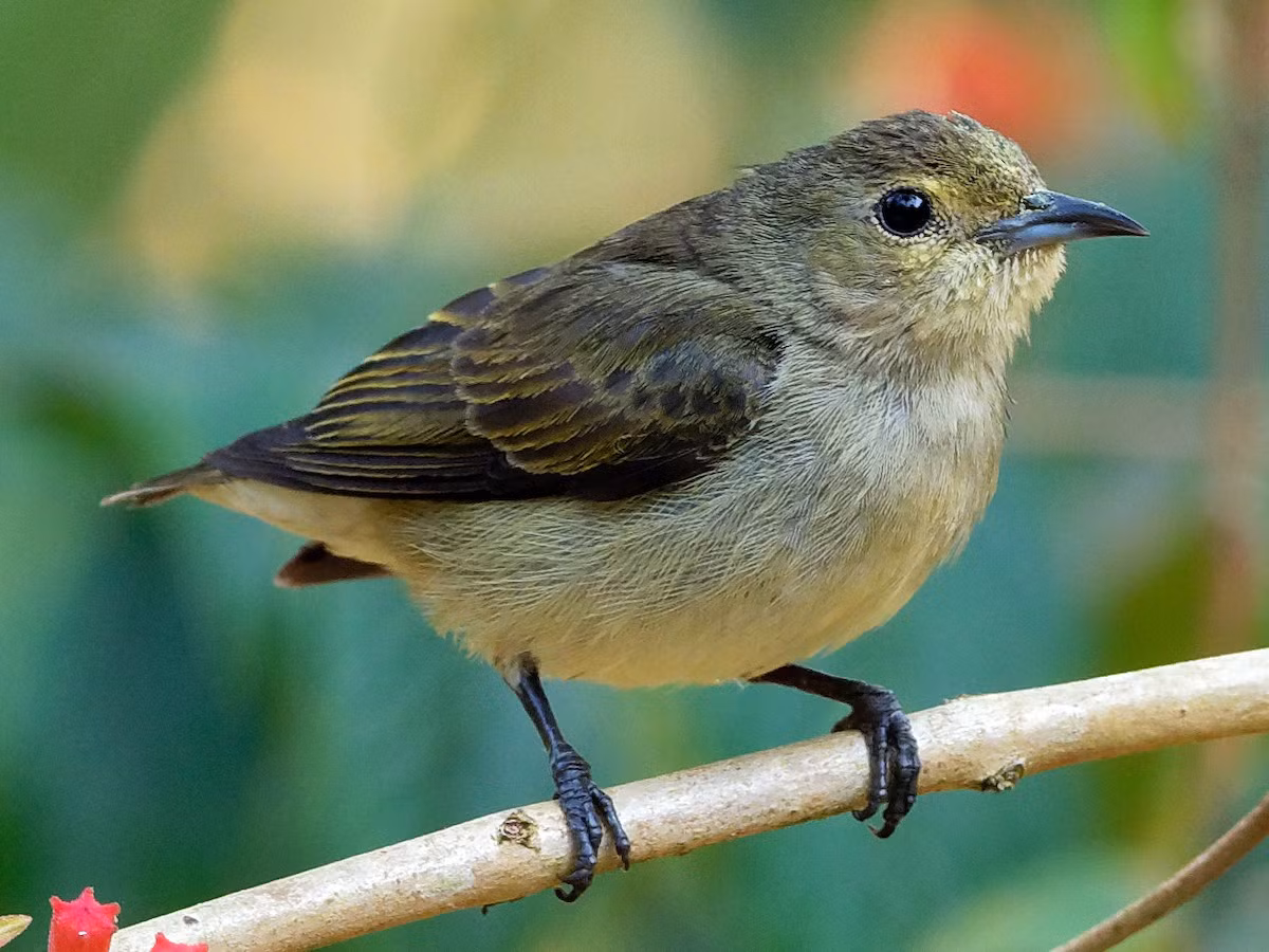 Sinh cảnh của loài chim này là rừng lá rộng thường xanh nơi trống trải, rừng bán thường xanh và rừng rụng lá, phân bố lên đến độ cao 1.700 mét.