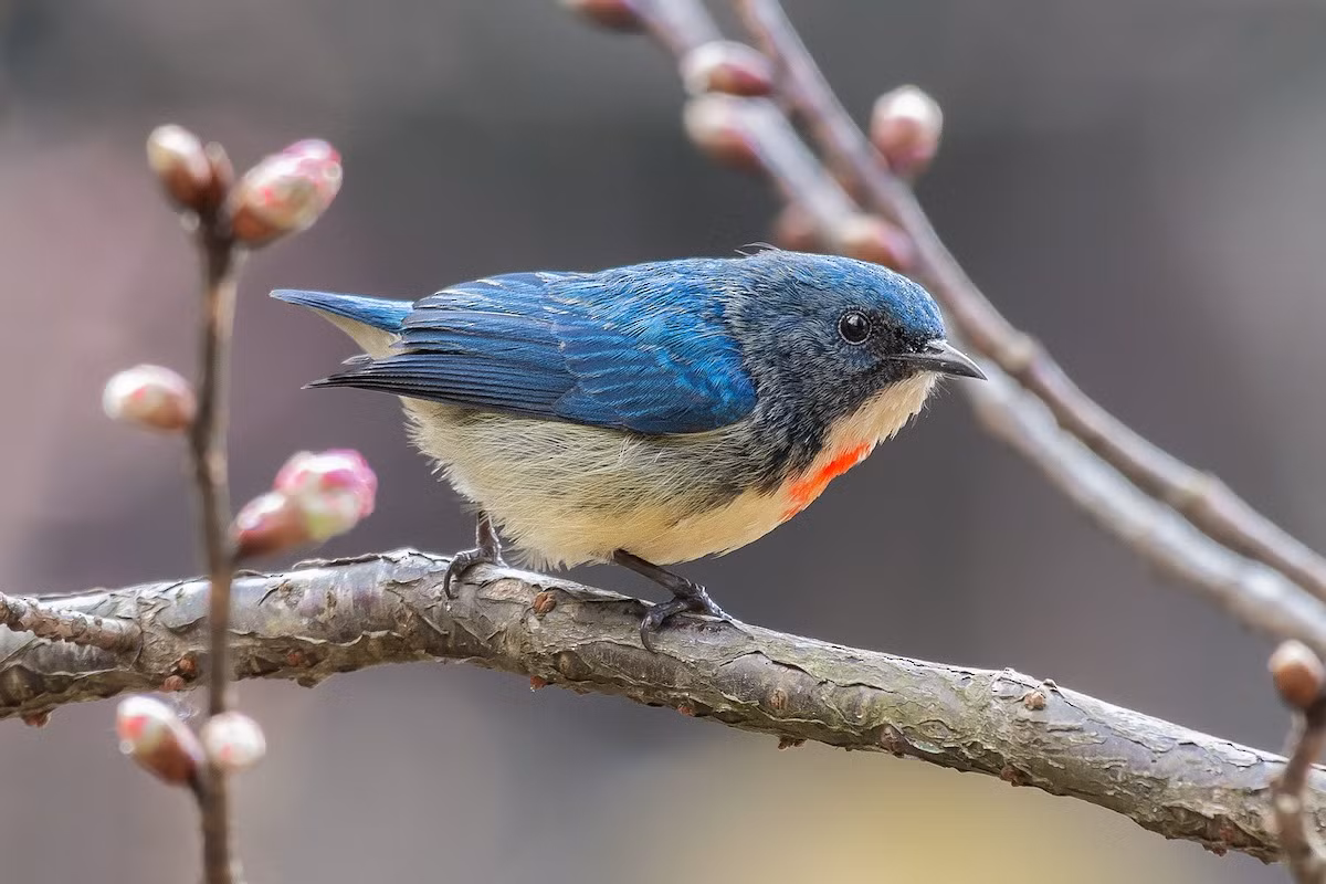  Chim sâu ngực đỏ (Dicaeum ignipectus) dài 8-9 cm, là loài định cư, phổ biến trong cả nước (trừ Nam Bộ). Ảnh: eBird.