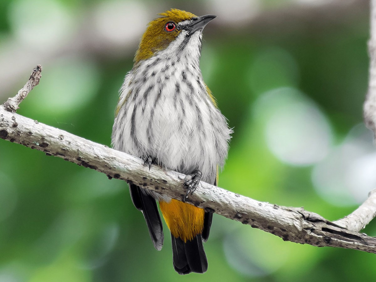 Sinh cảnh của loài chim này là rừng lá rộng thường xanh, bán thường xanh, rừng hỗn giao rụng lá, bìa rừng, rừng thứ sinh, rừng trồng, phân bố lên đến độ cao 1.300 mét.