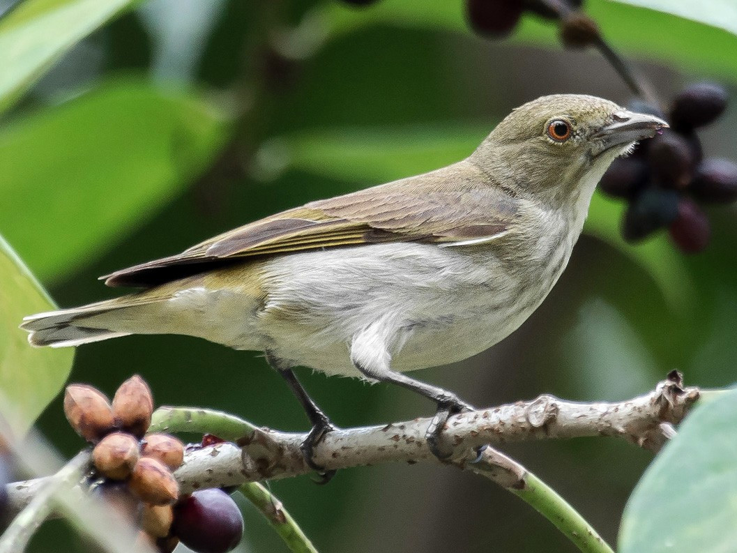 Sinh cảnh của loài chim này là rừng lá rộng thường xanh, bán thường xanh, rừng hỗn giao rụng lá, rừng thứ sinh, phân bố lên đến độ cao 1.500 mét.