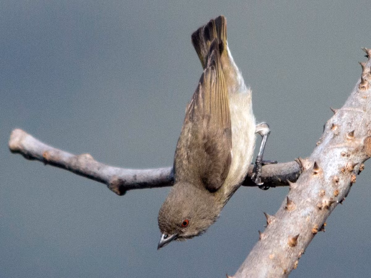 Chim sâu mỏ lớn (Dicaeum agile) dài 9-10 cm, là loài định cư, không phổ biến đến tương đối phổ biến tại Trung Bộ và Nam Bộ.