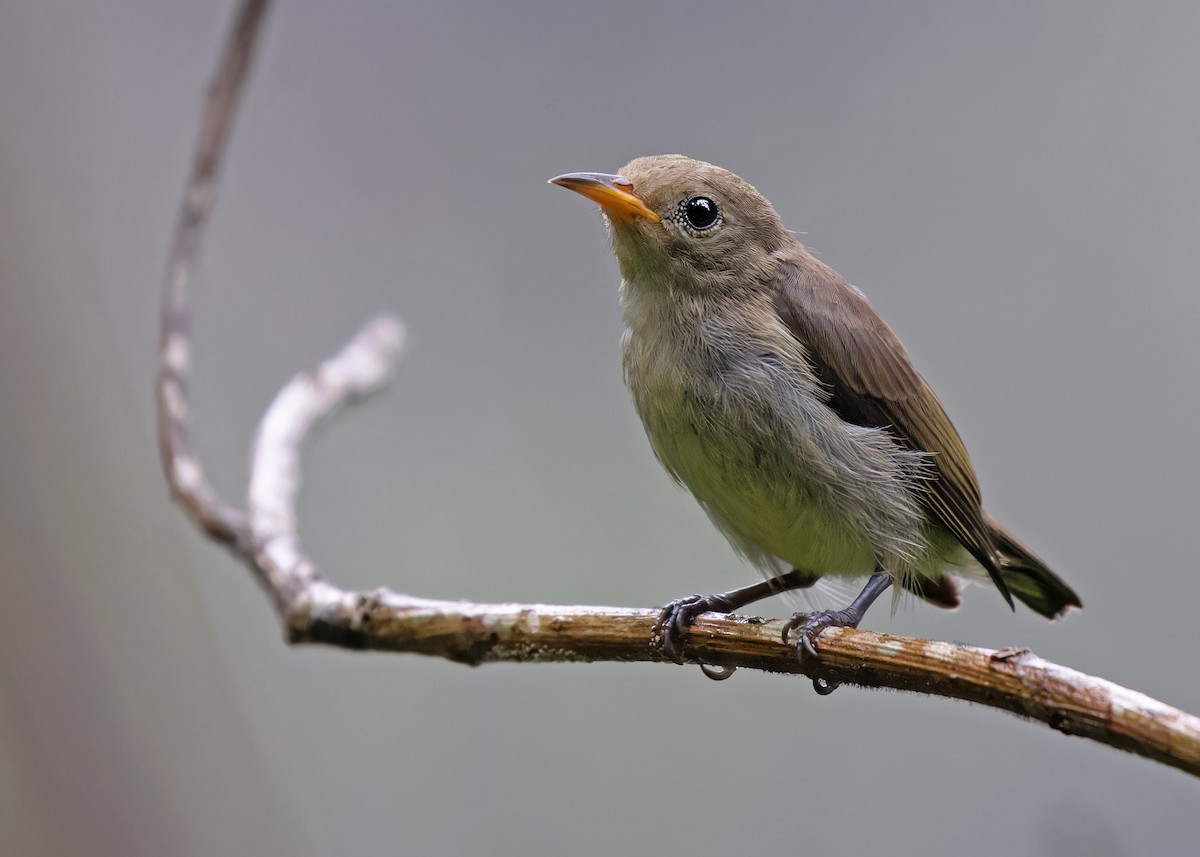 Chim sâu vàng lục (Dicaeum minullum) dài 8-9 cm, là loài định cư, tương đối phổ biến trong cả nước (trừ Nam Bộ), có thể gặp tại các VQG Hoàng Liên Sa Pa, Tam Đảo, Ba Vì, Cúc Phương, Bạch Mã.