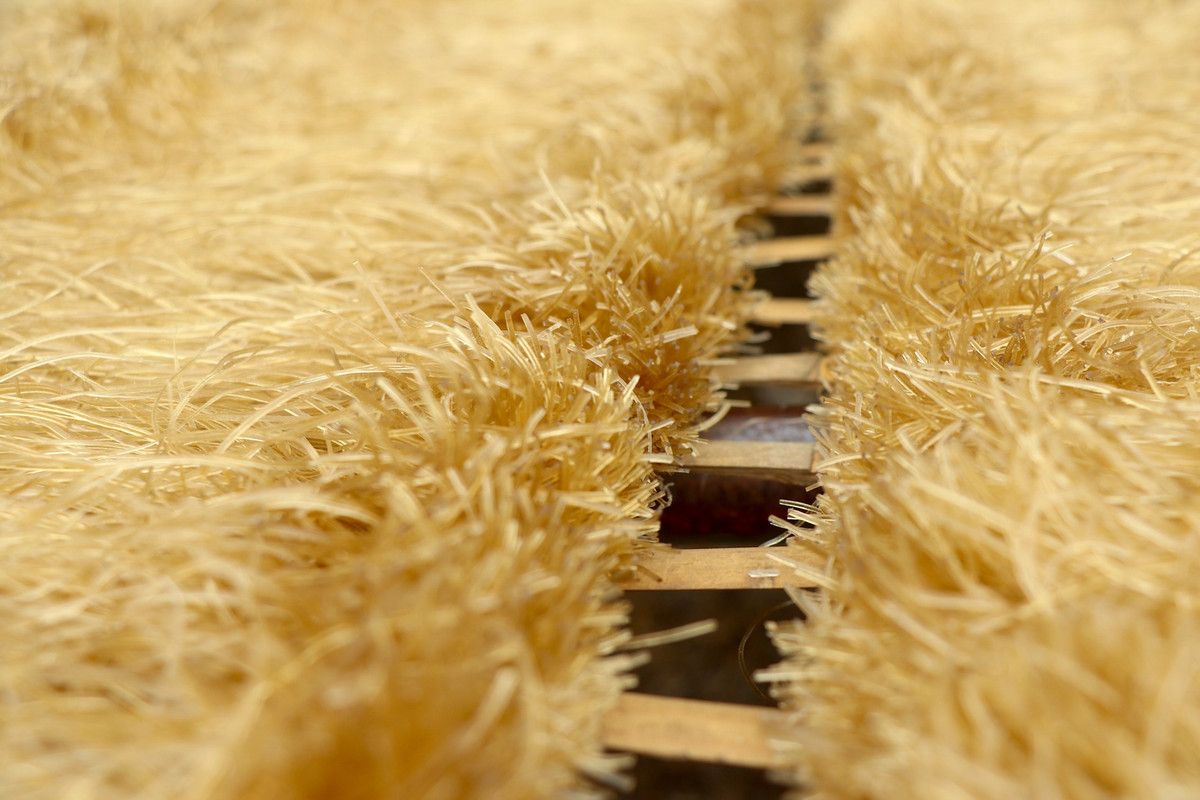 Những ngày này người dân tại làng miến Dương Liễu đều mong thời tiết ủng hộ, ít mưa để những mẻ miến sản xuất ra có thể phơi khô nhanh chóng kịp cung ứng ra thị trường.