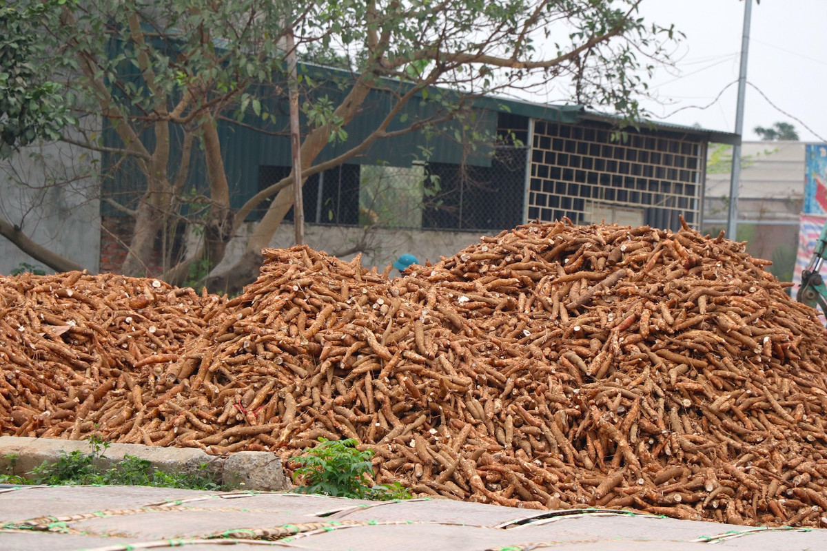 Ngay lối rẽ vào đầu làng đã xuất hiện bãi tập kết nguyên liệu là nhữngcủ dong, sắn với số lượng khá lớn đang chờ ngày đưa vào tinh luyện làm tinh bột phục vụ các hộ gia đình làm miến tại làng.