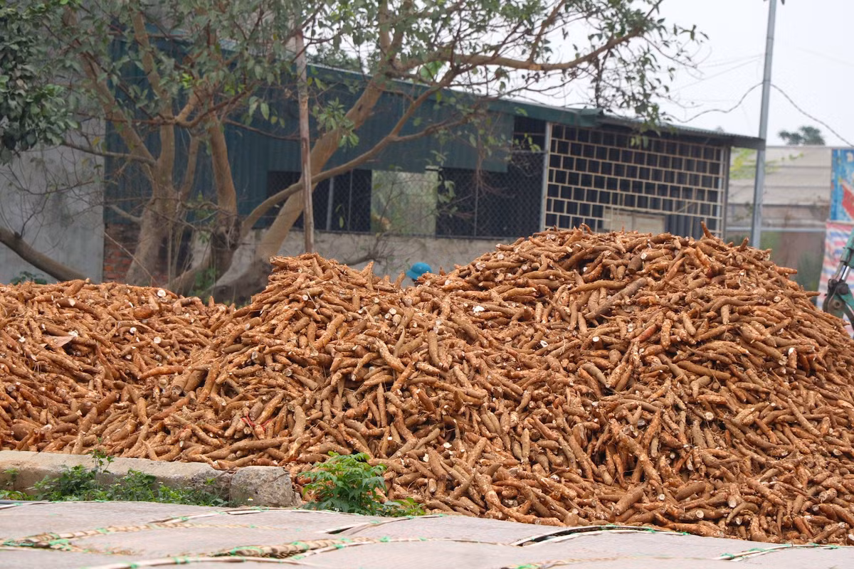Ngay lối rẽ vào đầu làng đã xuất hiện bãi tập kết nguyên liệu là nhữngcủ dong, sắn với số lượng khá lớn đang chờ ngày đưa vào tinh luyện làm tinh bột phục vụ các hộ gia đình làm miến tại làng.