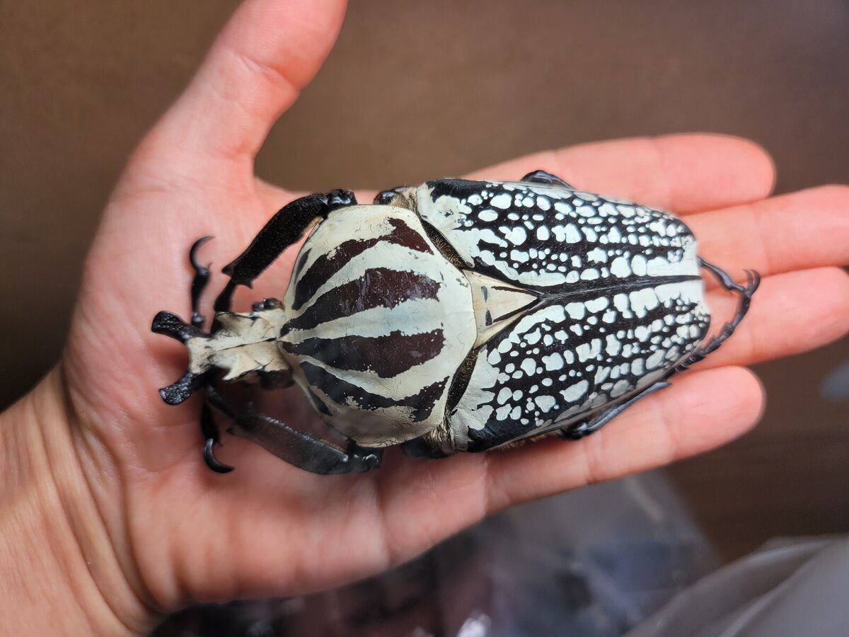  4. Bọ cánh cứng Goliath (chi Goliathus). Được tìm thấy trên khắp châu Phi, những con đực của chi bọ khổng lồ này có thể dài hơn 10 cm và nặng hơn 60 gram. Chúng thậm chí còn to hơn khi ở dạng ấu trùng. Ảnh: eBay.