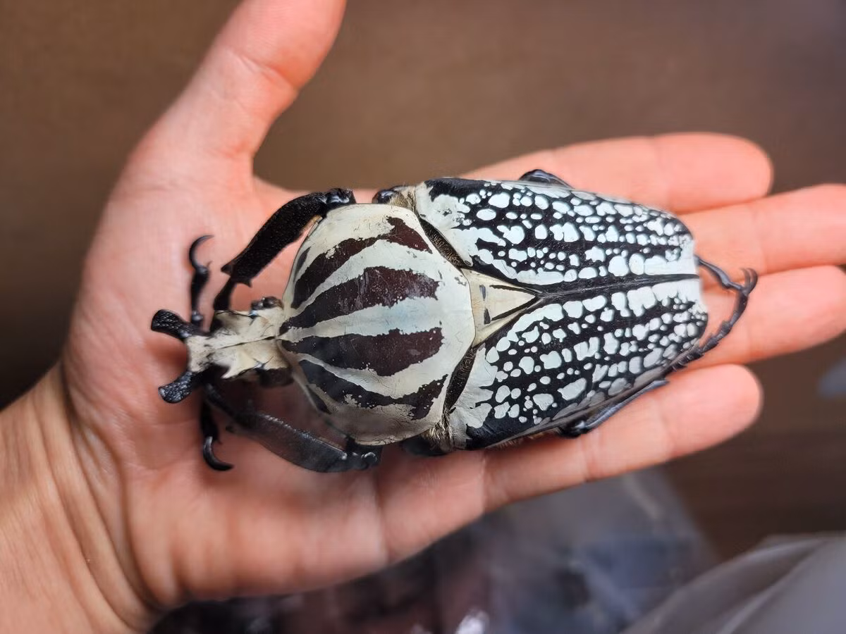  4. Bọ cánh cứng Goliath (chi Goliathus). Được tìm thấy trên khắp châu Phi, những con đực của chi bọ khổng lồ này có thể dài hơn 10 cm và nặng hơn 60 gram. Chúng thậm chí còn to hơn khi ở dạng ấu trùng. Ảnh: eBay.