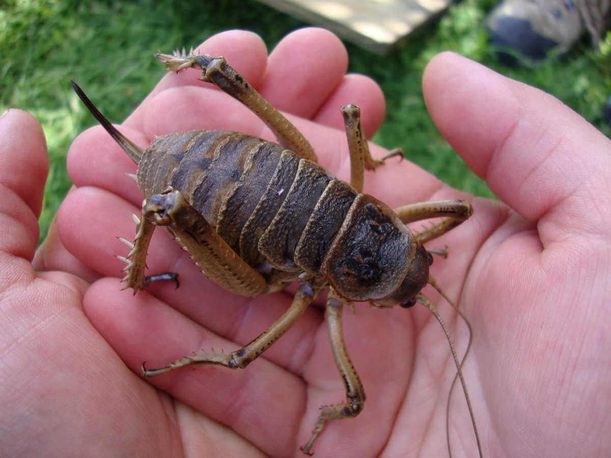  3. Dế khổng lồ wētā (chi Deinacrida). Là loài côn trùng khổng lồ đặc hữu của đảo New Zealand, những con vật có họ hàng gần với dế này dài tới 10 cm và nặng tới 35 gram (1/3 lạng). Đây là một trong những loài côn trùng nặng nhất thế giới. Ảnh: Wikipedia.