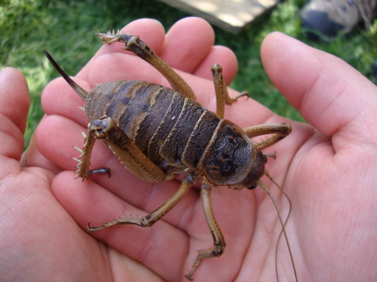  3. Dế khổng lồ wētā (chi Deinacrida). Là loài côn trùng khổng lồ đặc hữu của đảo New Zealand, những con vật có họ hàng gần với dế này dài tới 10 cm và nặng tới 35 gram (1/3 lạng). Đây là một trong những loài côn trùng nặng nhất thế giới. Ảnh: Wikipedia.