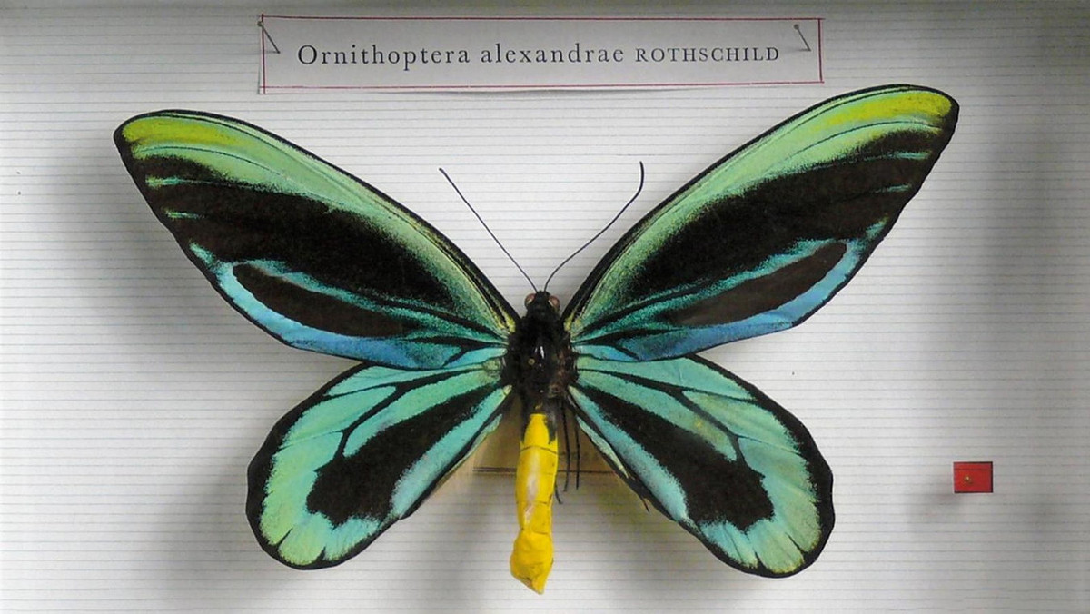  6. Bướm cánh chim nữ hoàng Alexandra (Ornithoptera alexandrae). Chỉ được tìm thấy ở những vùng xa xôi của Papua New Guinea, loài bướm này có sải cánh đạt tới 28 cm. Đây là loài bướm lớn nhất thế giới. Ảnh: Gazette Drouot.