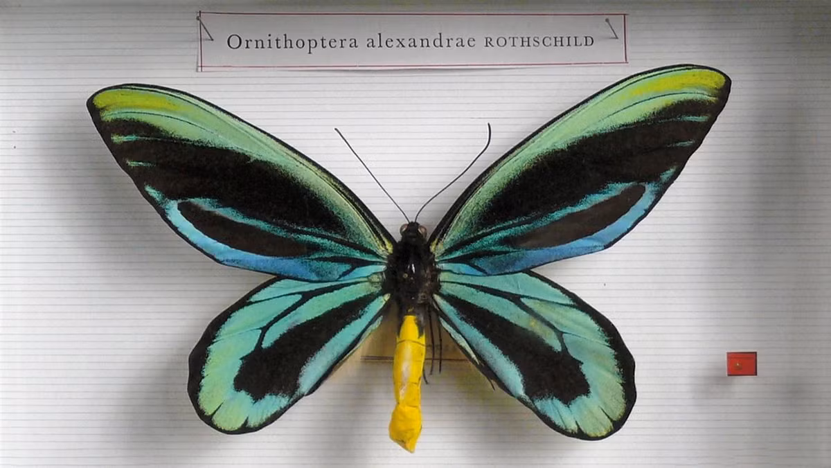 6. Bướm cánh chim nữ hoàng Alexandra (Ornithoptera alexandrae). Chỉ được tìm thấy ở những vùng xa xôi của Papua New Guinea, loài bướm này có sải cánh đạt tới 28 cm. Đây là loài bướm lớn nhất thế giới. Ảnh: Gazette Drouot.
