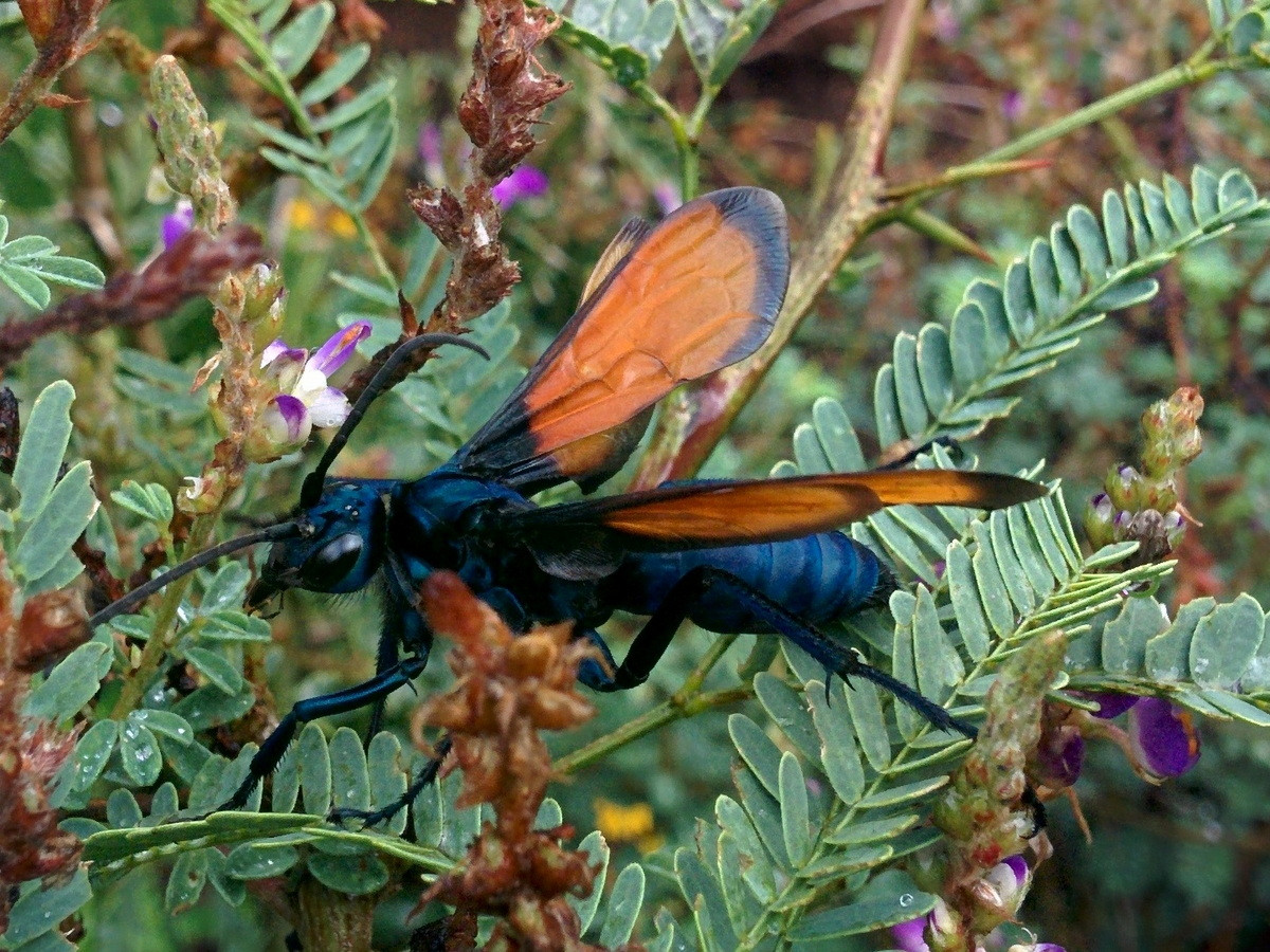  7. Ong bắp cày Tarantula (chi Pepsis). Phân bố ở châu Mỹ, những loài ong chuyên đẻ trứng vào bụng nhện tarantula này có cơ thể dài đến 7 cm và có sải cánh đạt tới 12 cm, lớn nhất trong thế giới các loài ong. Ảnh: Wikipedia.