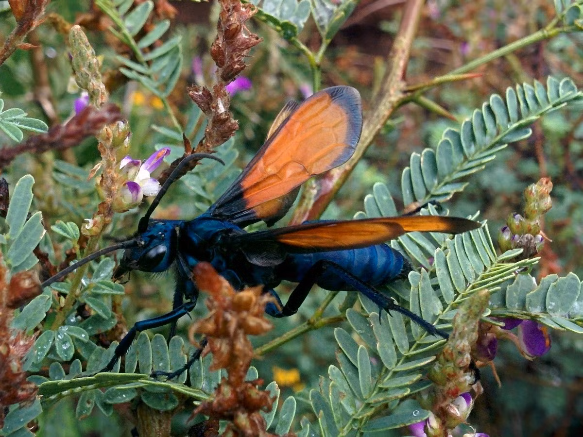  7. Ong bắp cày Tarantula (chi Pepsis). Phân bố ở châu Mỹ, những loài ong chuyên đẻ trứng vào bụng nhện tarantula này có cơ thể dài đến 7 cm và có sải cánh đạt tới 12 cm, lớn nhất trong thế giới các loài ong. Ảnh: Wikipedia.