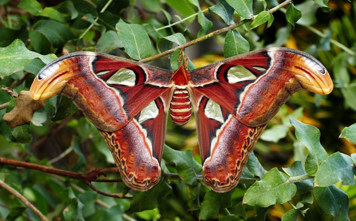  5. Bướm khế (Attacus atlas). Phân bố ở Đông Nam Á, loài côn trùng này có sải cánh đạt tới 28 cm, được coi là loài bướm đêm lớn nhất thế giới. Ấu trùng của chúng có thể dài hơn 12 cm, nặng tới 60 gram. Ảnh: One Earth.