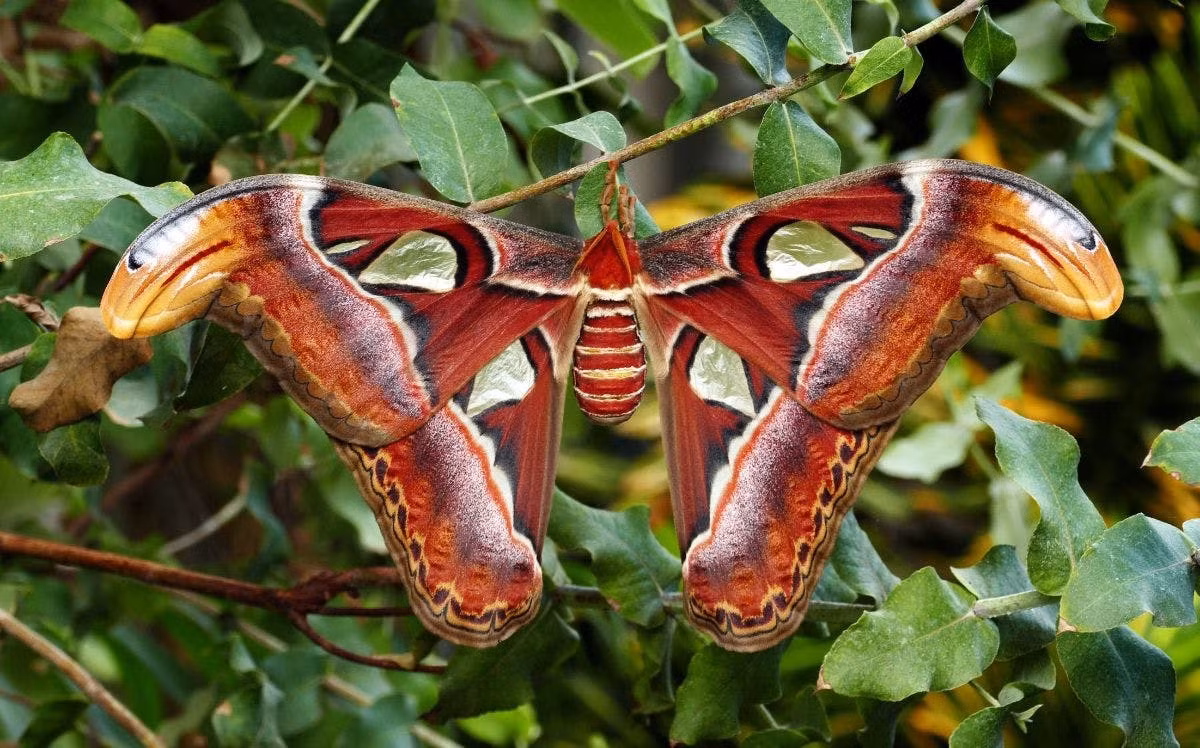  5. Bướm khế (Attacus atlas). Phân bố ở Đông Nam Á, loài côn trùng này có sải cánh đạt tới 28 cm, được coi là loài bướm đêm lớn nhất thế giới. Ấu trùng của chúng có thể dài hơn 12 cm, nặng tới 60 gram. Ảnh: One Earth.