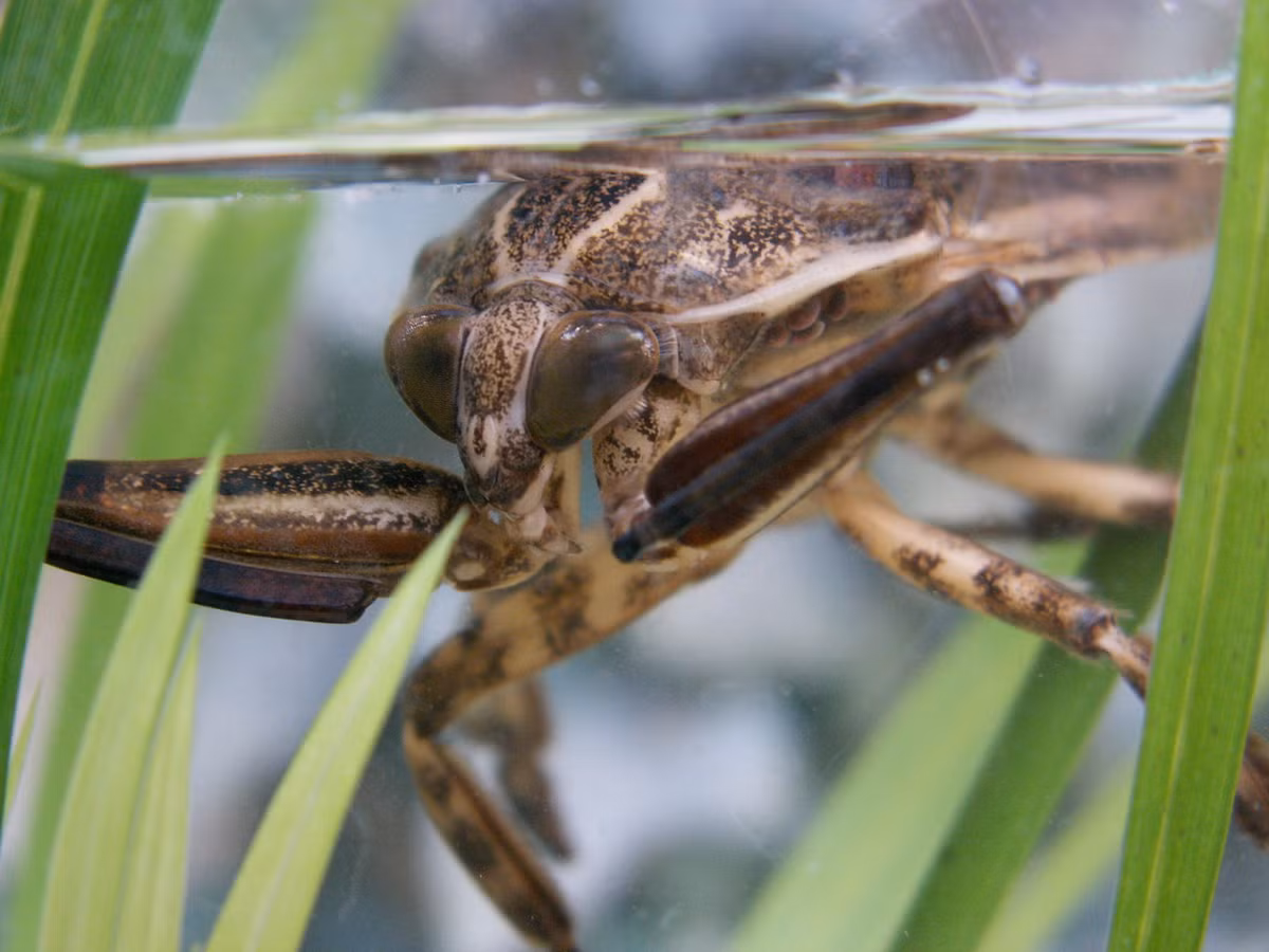  10. Cà cuống (chi Lethocerus). Phân bố ở các vùng khí hậu ấm của châu Âu, châu Á và châu Mỹ, các loài cà cuống có thể dài đến 12 cm. Đây là những loài bọ nước lớn nhất thế giới. Ảnh: Phys.org.