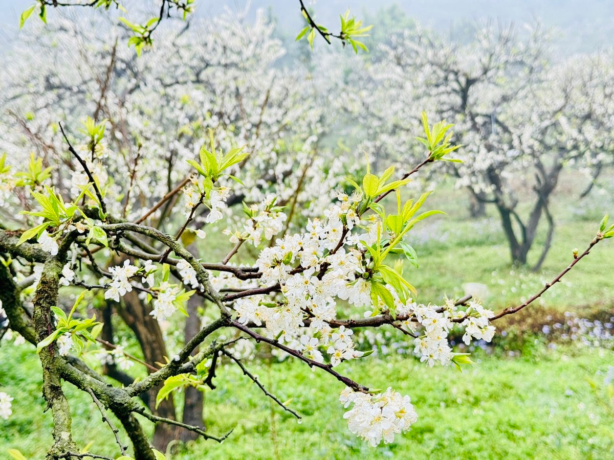 Thung lũng mận Bảo Bảo đang độ hoa bung nở trắng xóa bên đường, lối đi tạo nên vẻ đẹp thơ mộng đắm say lòng người.
