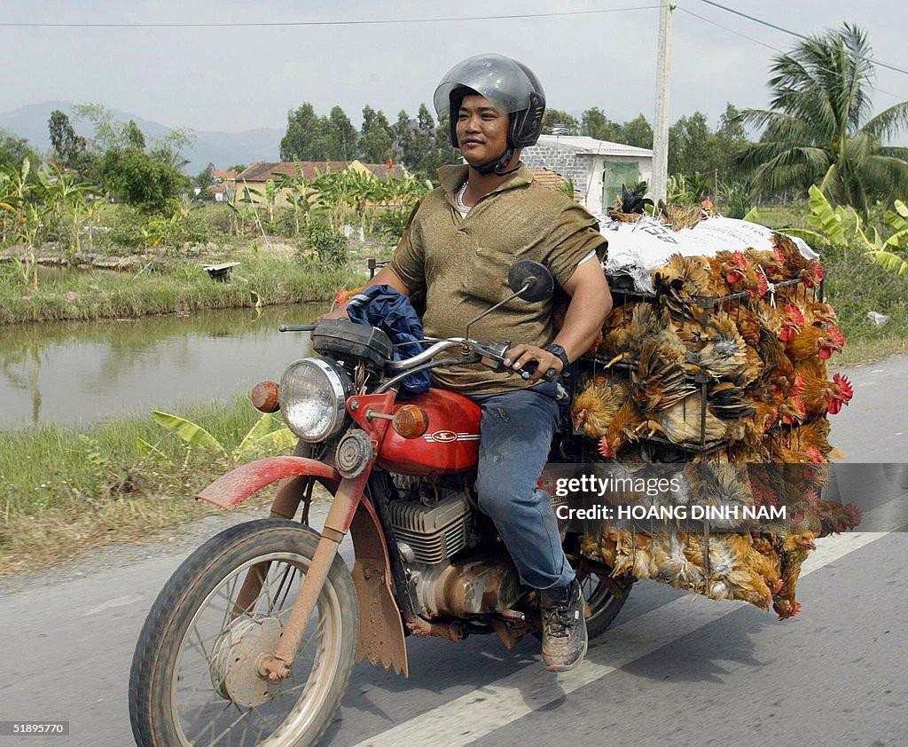 Một nông dân chở gà bằng xe máy đi đến chợ địa phương trên một con đường ở ngoại ô Hà Nội, ngày 26/12/2004.