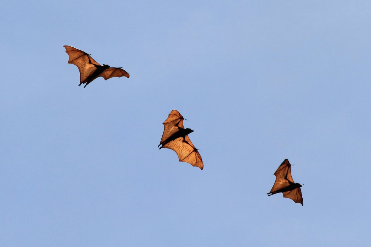 Sự suy thoái của loài "cáo bay" này thể hiện rất rõ nét ở chùa Dơi Sóc Trăng. Từng đậu dày trên các cành cây ở vườn chùa, ngày nay đàn dơi chỉ còn lác đác, và ngày càng ít dần theo thời gian... Ảnh: NUS Wiki.