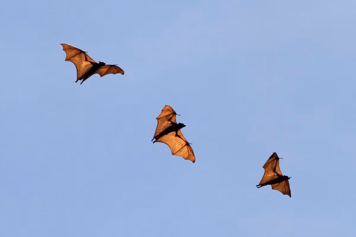 Sự suy thoái của loài "cáo bay" này thể hiện rất rõ nét ở chùa Dơi Sóc Trăng. Từng đậu dày trên các cành cây ở vườn chùa, ngày nay đàn dơi chỉ còn lác đác, và ngày càng ít dần theo thời gian... Ảnh: NUS Wiki.