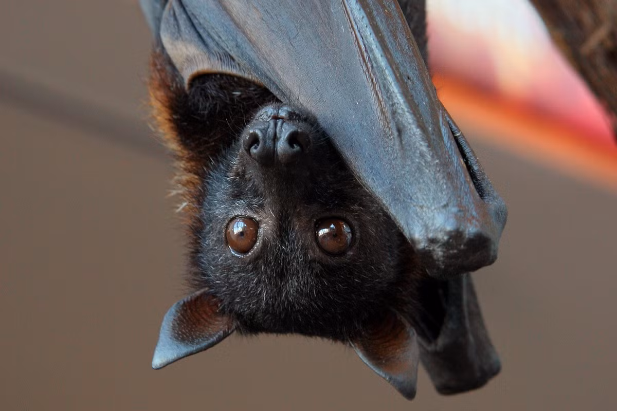 Theo các chuyên gia y tế, loài dơi này là ổ chứa tự nhiên của virus Nipah. Chúng được cho là nguồn gốc dẫn đến đợt bùng phát dịch bệnh do virus Nipah ở Malaysia năm 1998. Ảnh: NUS Wiki.