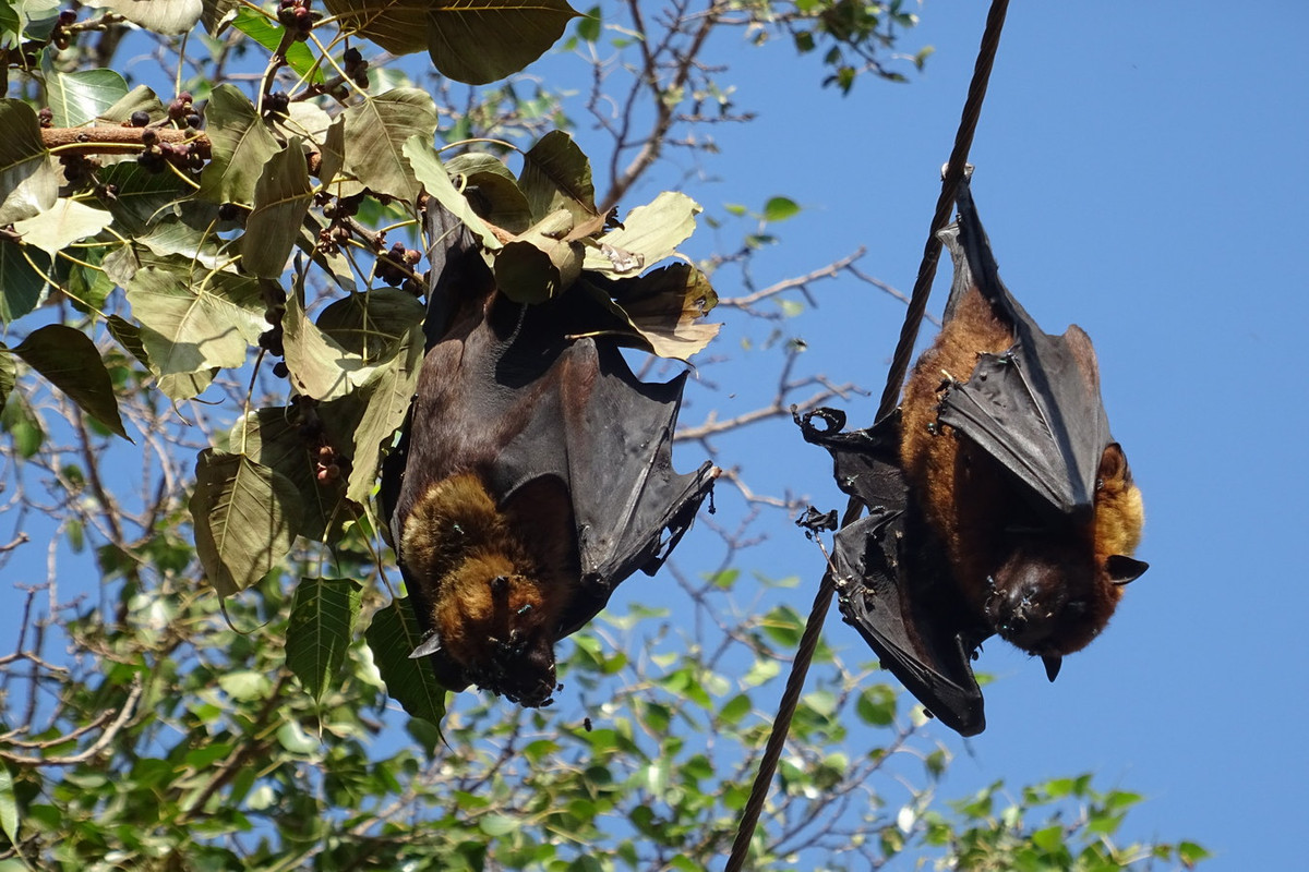 Thức ăn chủ yếu của dơi ngựa lớn là quả hoặc mật hoa như chôm chôm, xoài, sầu riêng... Chúng là tác nhân thụ phấn hoa của nhiều loài cây rừng và cây ăn quả. Ảnh: India Biodiversity Portal.