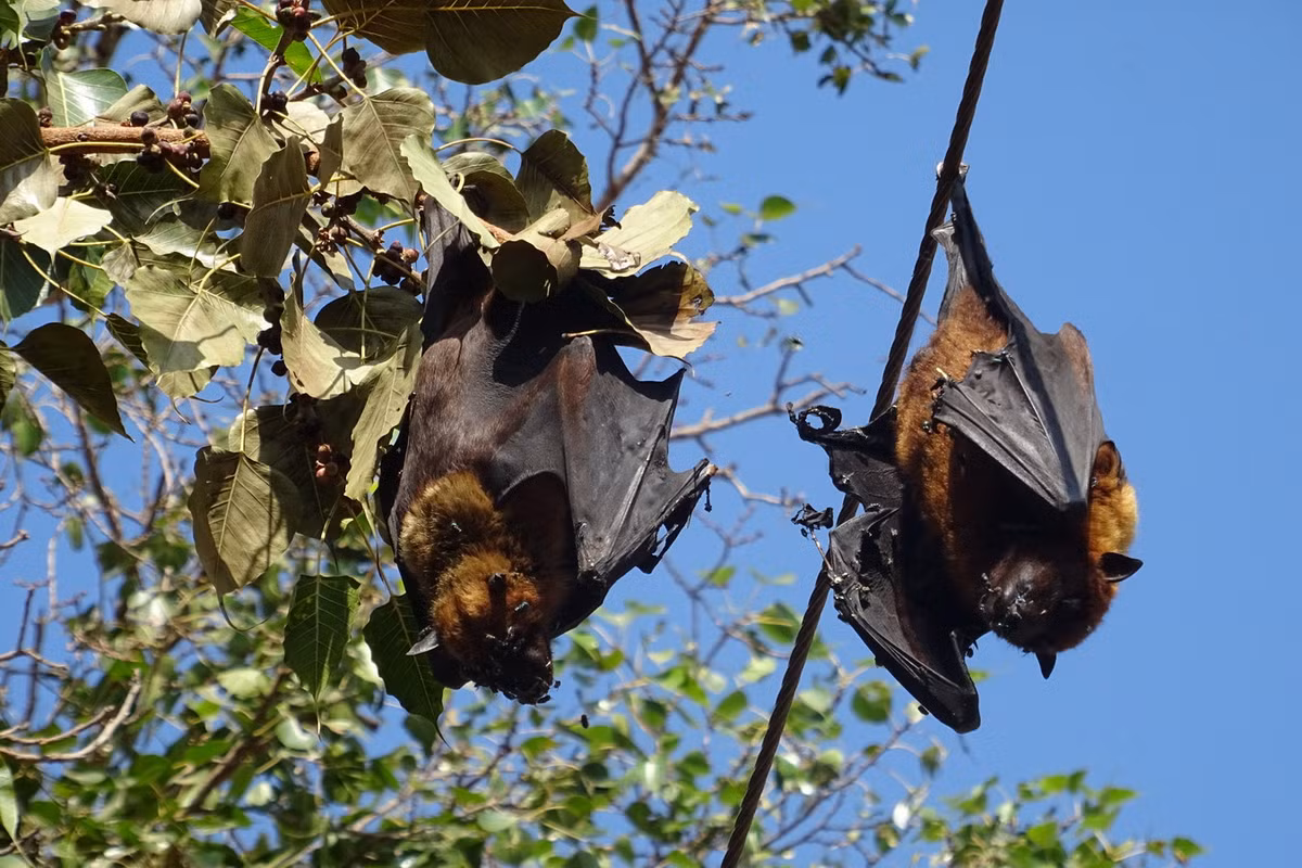 Thức ăn chủ yếu của dơi ngựa lớn là quả hoặc mật hoa như chôm chôm, xoài, sầu riêng... Chúng là tác nhân thụ phấn hoa của nhiều loài cây rừng và cây ăn quả. Ảnh: India Biodiversity Portal.