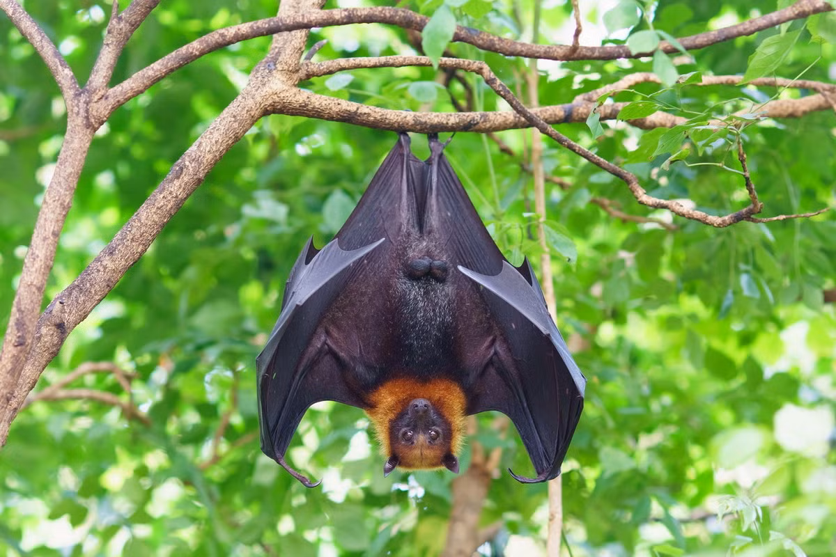 Cư trú ở khu vực Nam Bộ của Việt Nam, dơi ngựa lớn hay cáo bay lớn (Pteropus vampyrus) là loài dơi lớn nhất trong họ Dơi quả (Pteropodidae) và là một trong những loài dơi lớn nhất thế giới. Ảnh: Restorasi Ekosistem Riau.