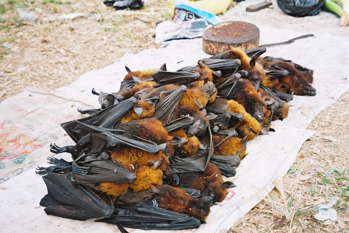 Tại nhiều quốc gia Đông Nam Á, gồm Việt Nam, dơi ngựa lớn là đối tượng săn bắt đẻ lấy thịt của người dân. Theo thống kê, từ năm 2002–2006, khoảng 87.000 cá thể đã được săn theo giấy phép ở Malaysia. Ảnh: The Orangutan Tropical Peatland Project.