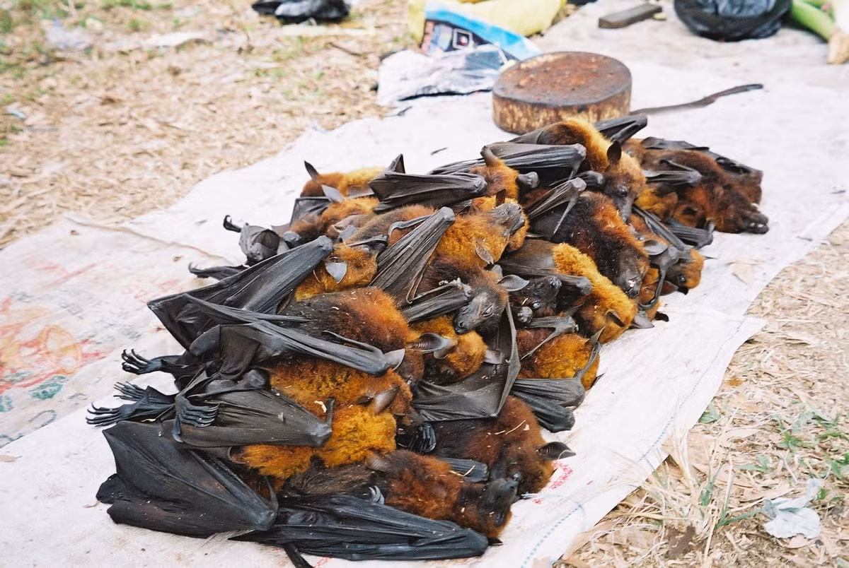 Tại nhiều quốc gia Đông Nam Á, gồm Việt Nam, dơi ngựa lớn là đối tượng săn bắt đẻ lấy thịt của người dân. Theo thống kê, từ năm 2002–2006, khoảng 87.000 cá thể đã được săn theo giấy phép ở Malaysia. Ảnh: The Orangutan Tropical Peatland Project.