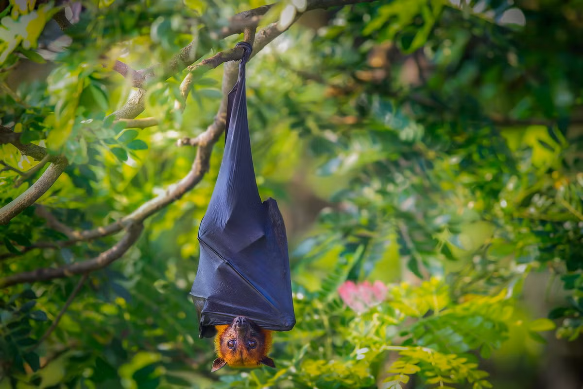 Trên phương diện bảo tồn, dơi ngựa lớn nằm trong danh mục các loài Nguy cấp của Sách Đỏ IUCN. Nguy cơ lớn nhất đối với chúng là sự săn bắt vô tội vạ và môi trường sống bị hủy hoại. Ảnh: Restorasi Ekosistem Riau.