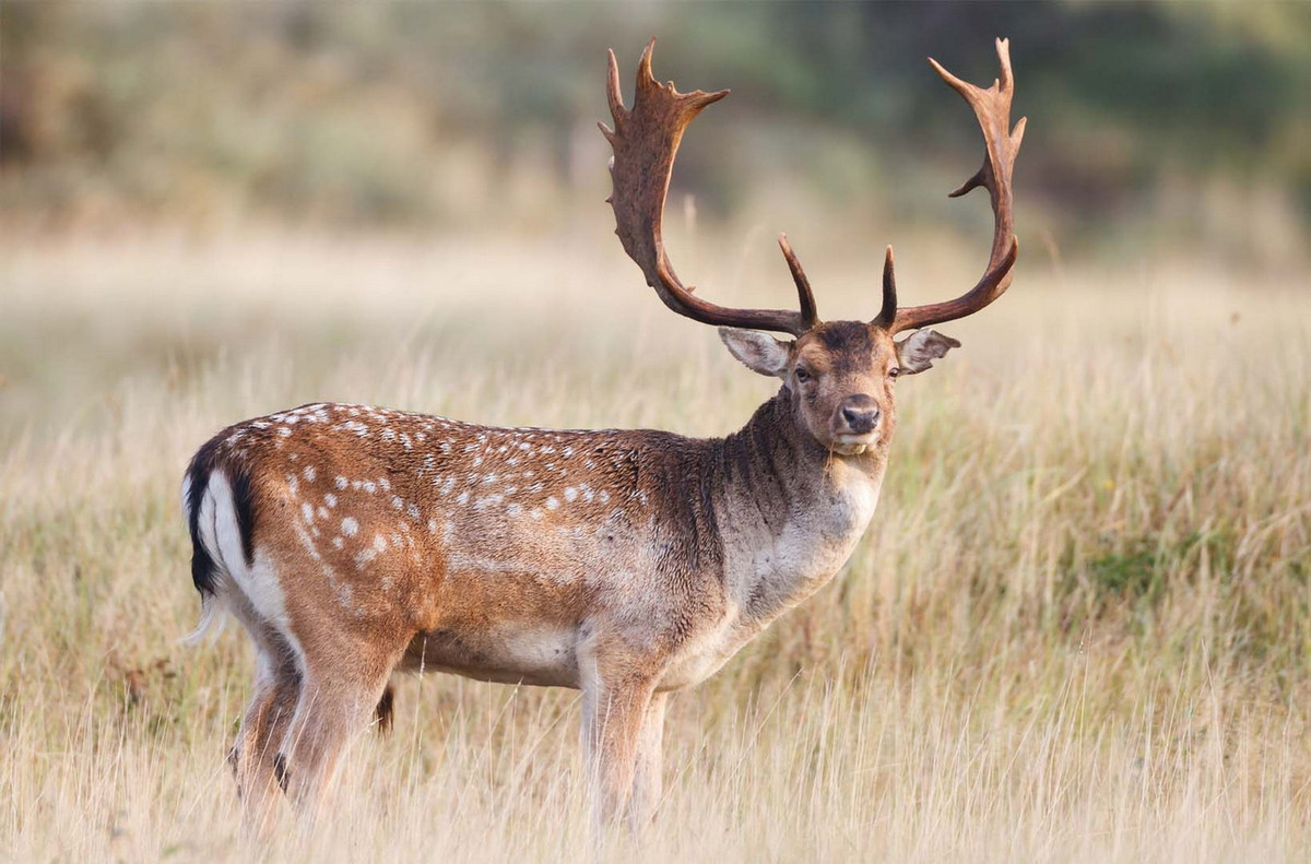 Hươu sao sừng tấm (Dama dama) dài 75-100 cm, phân bố từ châu Âu đến Thổ Nhĩ Kỳ. Loài này có bộ lông lốm đốm và đôi gạc dẹt như chân vịt. Chúng đã được thuần hóa để nuôi lấy thịt. Ảnh: Wild Deer Magazine.
