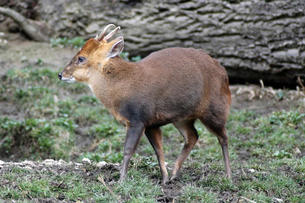 Mang Trung Quốc (Muntiacus reevesi) dài 43-45 cm, là loài động vật bản địa của khu vực Đông Á. Loài này đã được du nhập vào Tây Âu. Dù kích cỡ nhỏ, chúng có thể phá hoại các khu rừng thưa do gặm cỏ và ăn lá. Ảnh: BioLib.