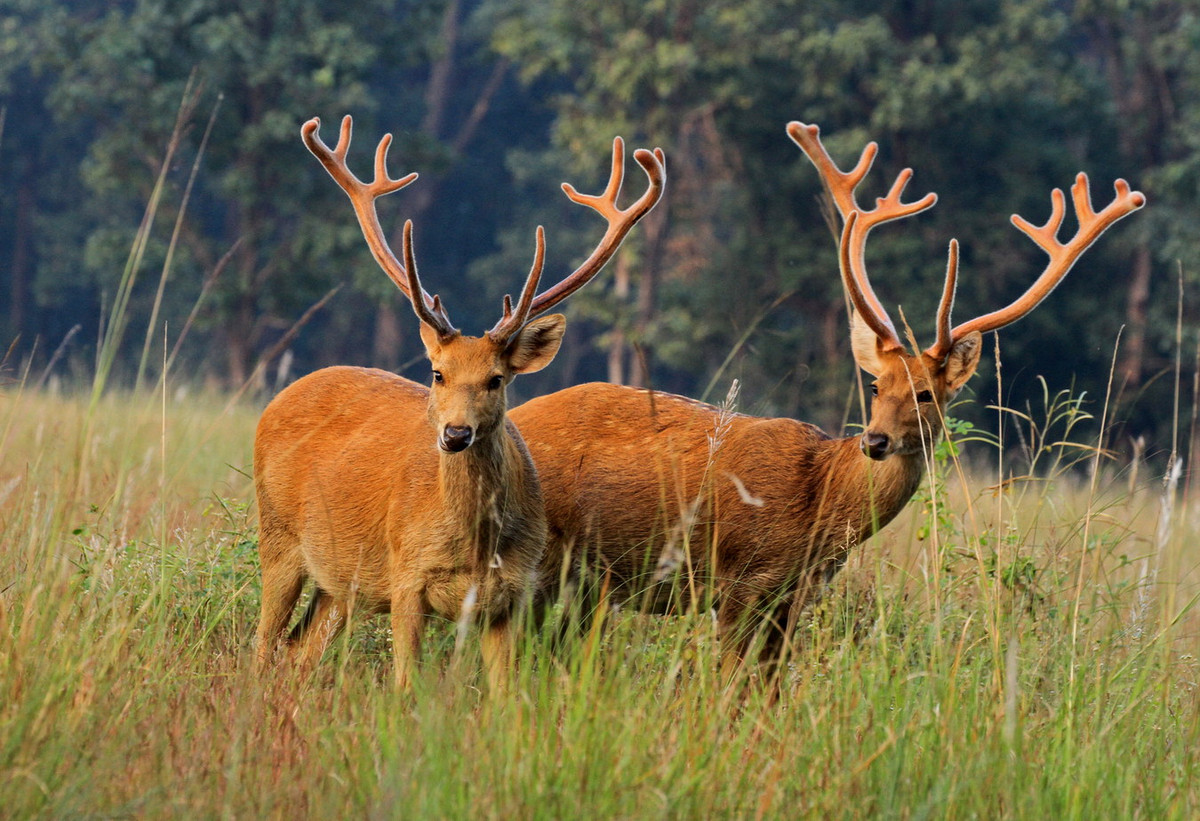 Nai đầm lầy (Rucervus duvaucelii) dài 1,2-1,4 mét, sống ở các vùng ngập nước của Ấn Độ. Đôi gạc phân nhánh nhiều của loài này rất có giá trị ngoài chợ đen. Chúng đã được du nhập vào Bắc Mỹ để phục vụ thú vui săn bắn. Ảnh: Wikipedia.