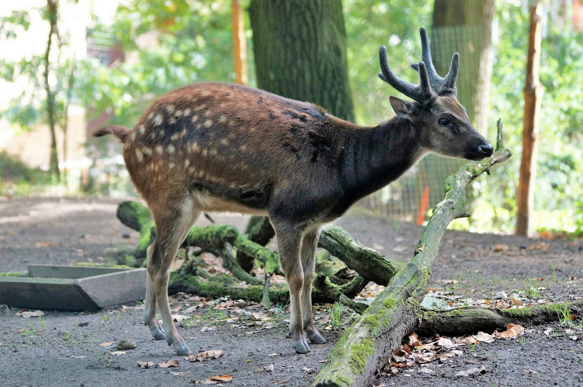 Nai đốm Visaya (Rusa alfredi) dài 70-76 cm, là loài động vật đặc hữu của Philippines. Hoạt động về đêm, những con nai này có chân ngắn, nửa thân sau có đốm, tư thế hạ thấp về phía trước. Ảnh: BioLib.