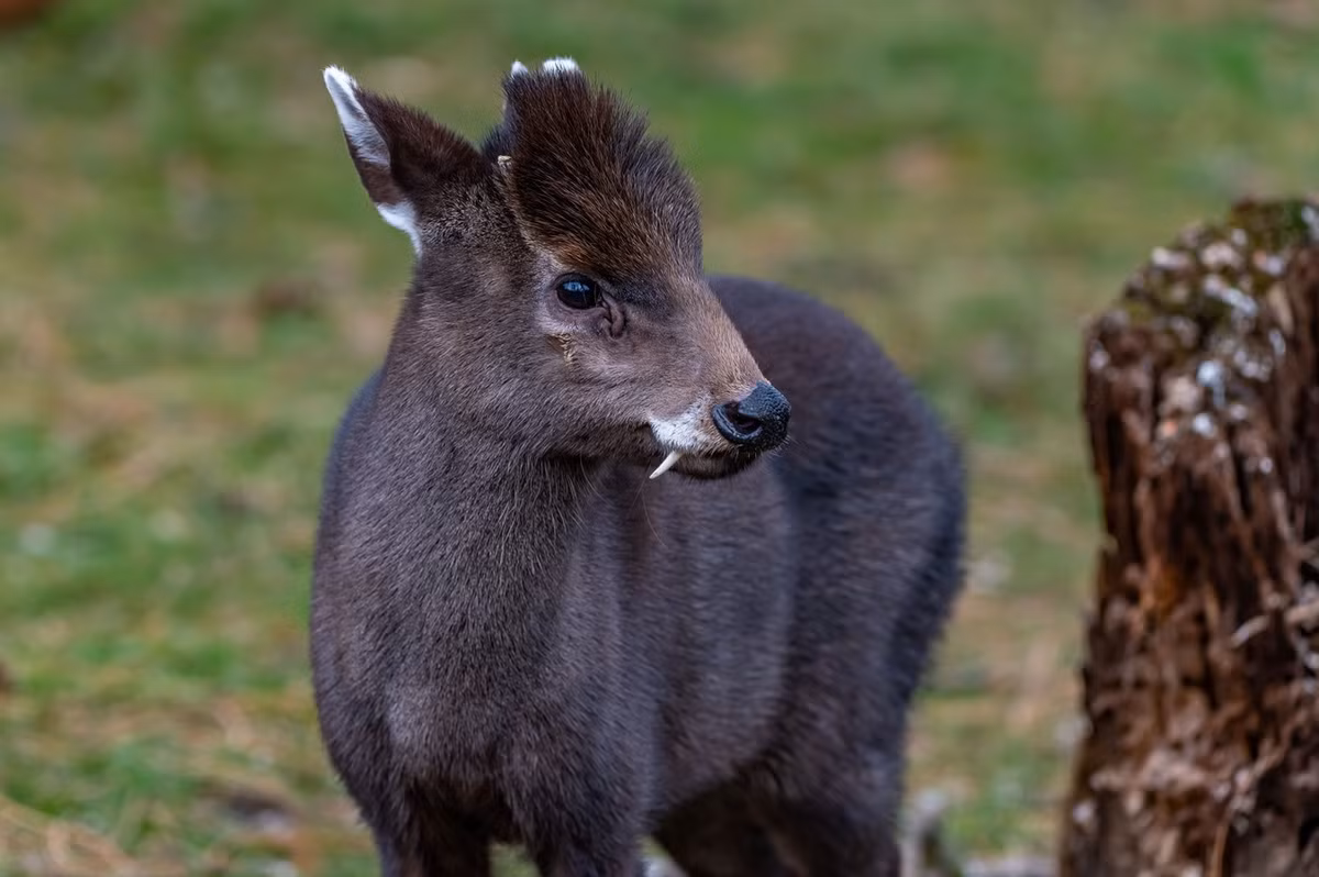 Hươu mào (Elaphodus cephalophus) dài 50-70 cm, sống ở các khu rừng miền núi châu Á. Con đực của loài này có gạc nhỏ và răng nanh chìa ra, trên trán có một túm lông dài. Ảnh: Diergaarde Blijdorp.