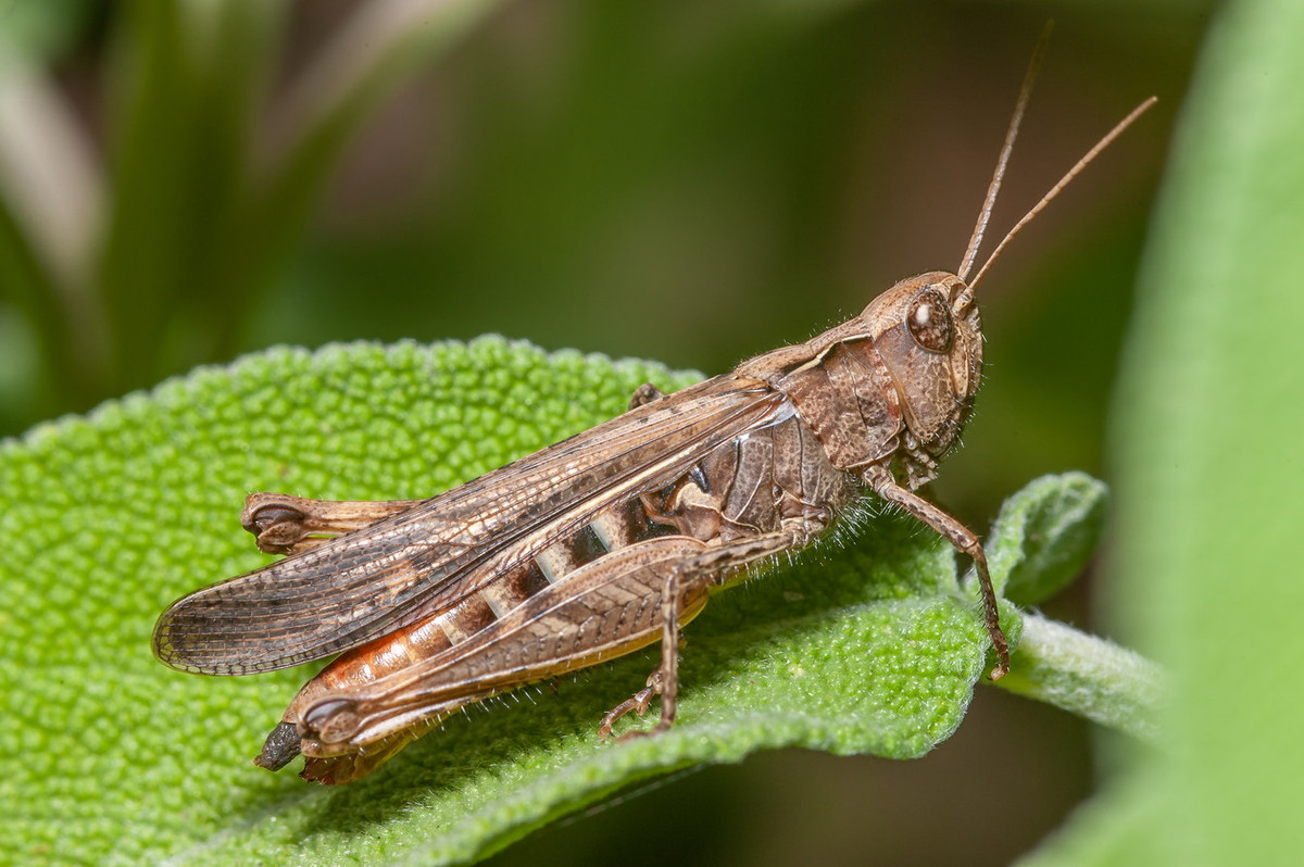  Châu chấu đồng thường (Chorthippus brunneus) dài 1,4-2,4 cm, phân bố rộng khắp lục địa Á - Âu. Người ta thường gặp loài châu chấu này trên các đồng cỏ thấp, khô. Chúng hoạt động mạnh vào ngày trời nắng. Ảnh: Wikipedia.